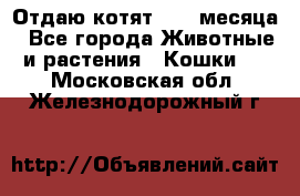 Отдаю котят. 1,5 месяца - Все города Животные и растения » Кошки   . Московская обл.,Железнодорожный г.